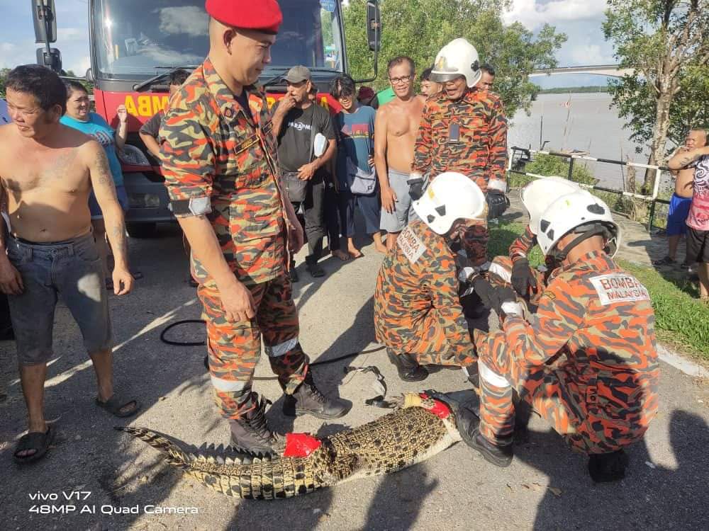 Buaya sesat ditangkap di Kampung Sungai Buluh, Kota Samarahan