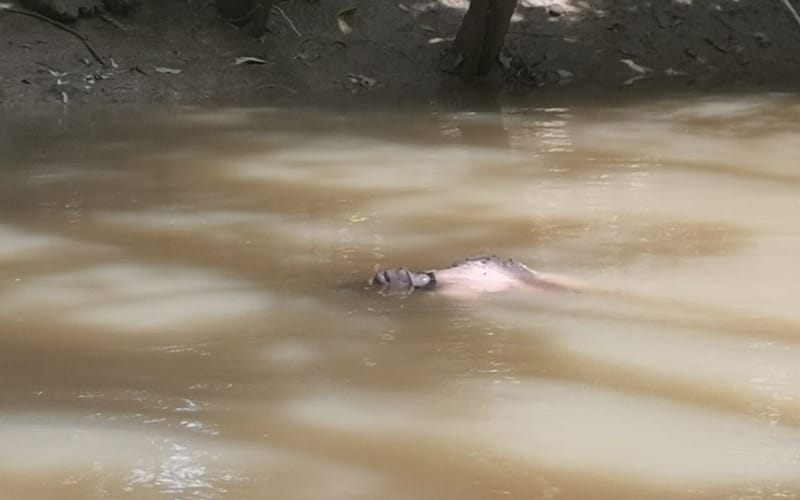 Mayat lelaki dibaham buaya ditemui terapung
