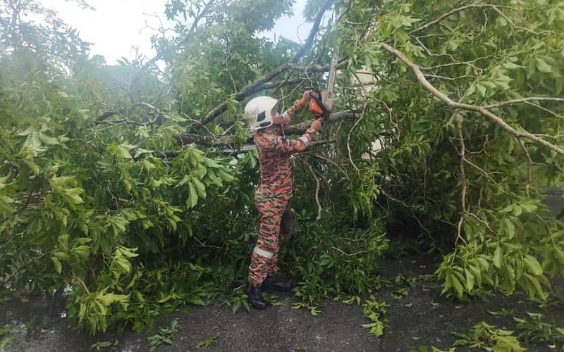 JBPM Sabah rekod 33 panggilan kecemasan pokok tumbang
