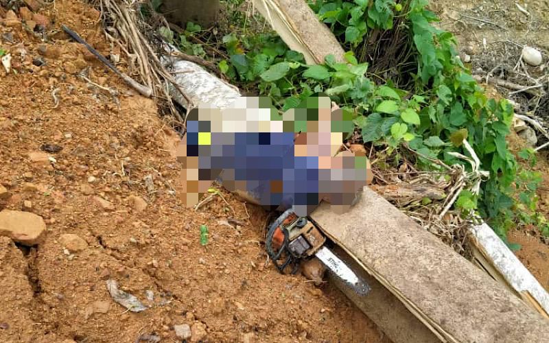 Warga emas maut dihempap pokok