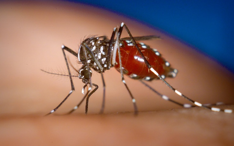 Lima maut akibat denggi di Pahang