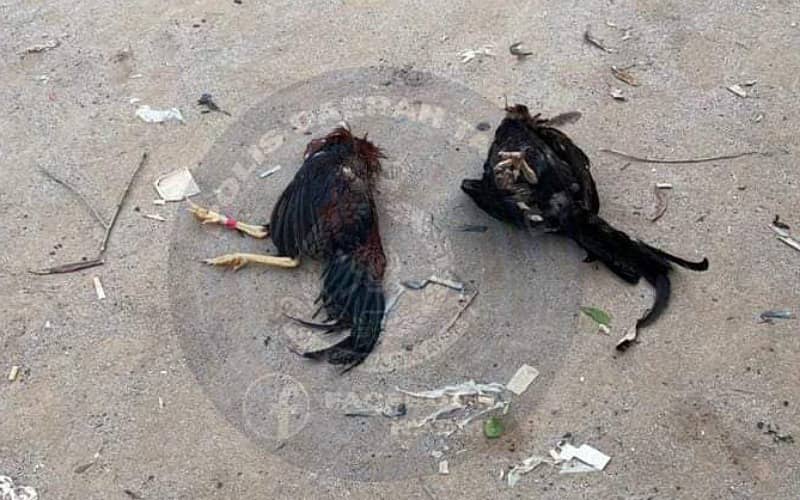 Lapan termasuk warga emas dicekup polis terbabit judi sabung ayam