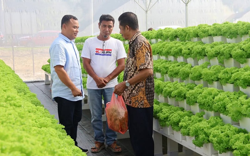 Penanaman salad hidroponik Sejati Madani beri manfaat komuniti setempat