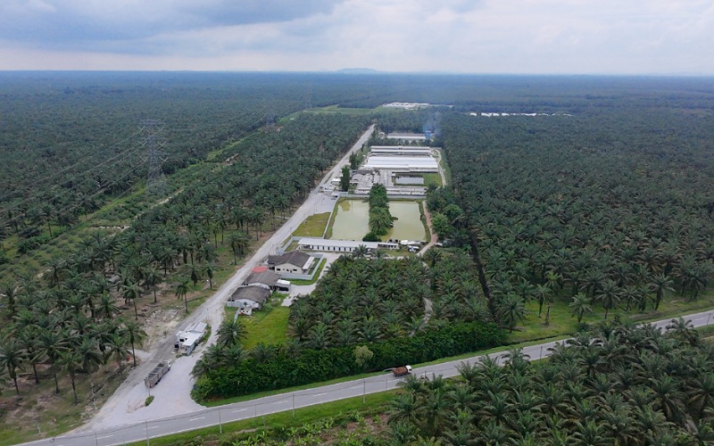 Ladang babi berlesen terap sistem teknologi moden, berhawa dingin