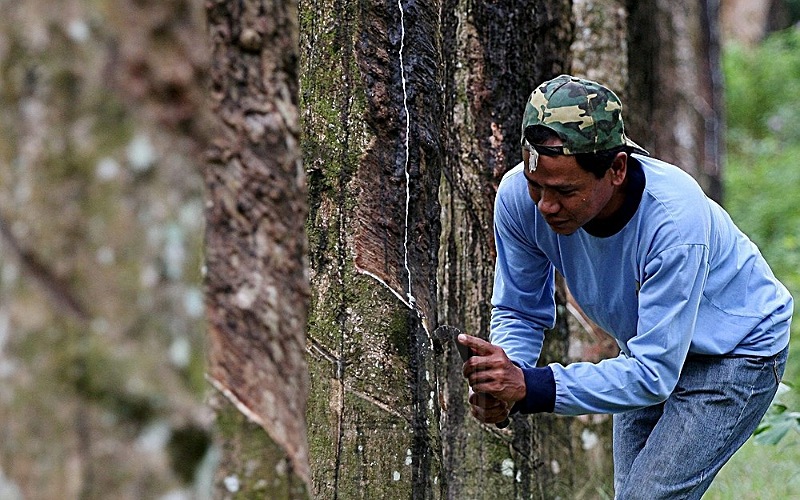 STR, SARA jadi ‘talian hayat’ penoreh ketika musim hujan