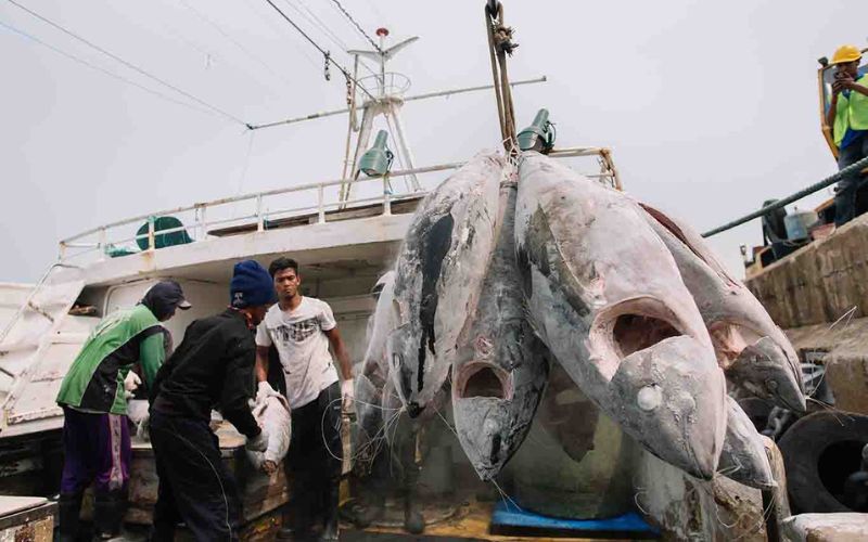 Pulau Pinang mampu jadi hab pendaratan, pemprosesan tuna negara