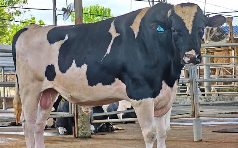 Tiada kes FMD melibatkan haiwan sembelihan dikesan di Johor