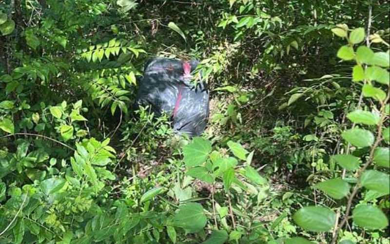 Intipan 48 jam bongkar ganja RM108,500 disorok di sempadan