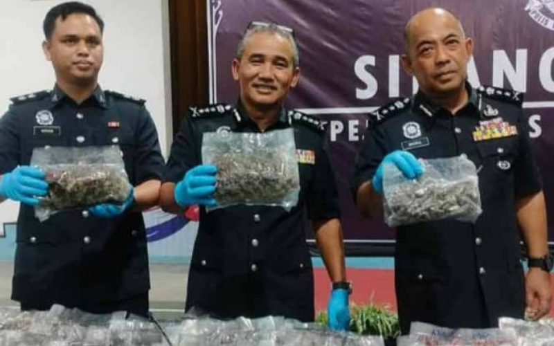 Sindiket bunga ganja RM2.4 juta tumpas, suami isteri antara ditahan