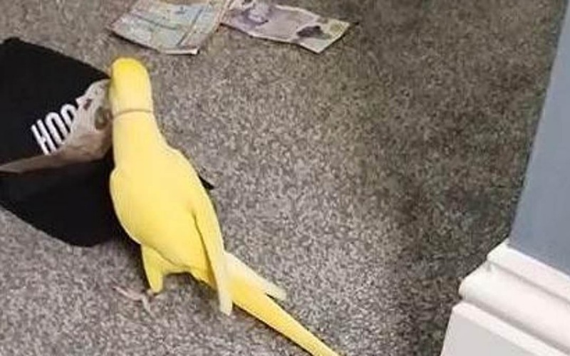 Burung kakak tua bongkar sindiket dadah dalam penjara