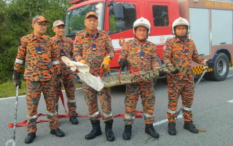 Bomba tangkap anak buaya di Tapak Kaul Mukah