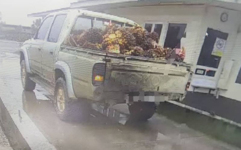 Lelaki ditahan curi buah sawit di Ladang SALCRA Lubok Renit