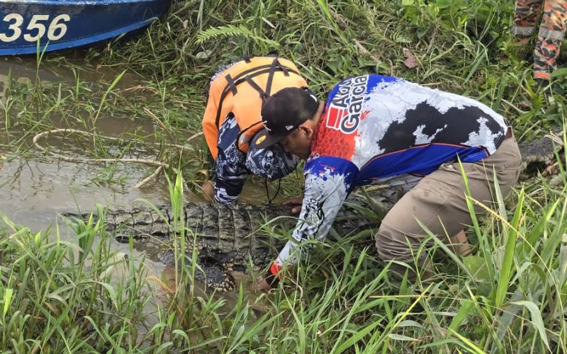 Buaya 15 kaki berjaya ditangkap dalam Op Remove