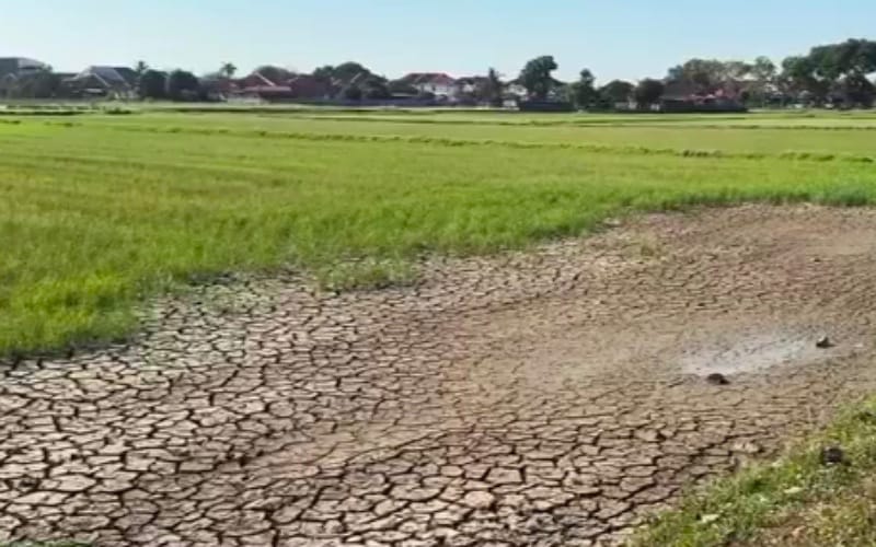 Kemarau ancam hasil padi, 200 pesawah di Kangar terjejas