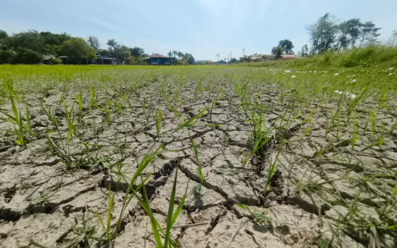Petani luar MADA paling terkesan, hampir 300 hektar bendang terjejas kemarau
