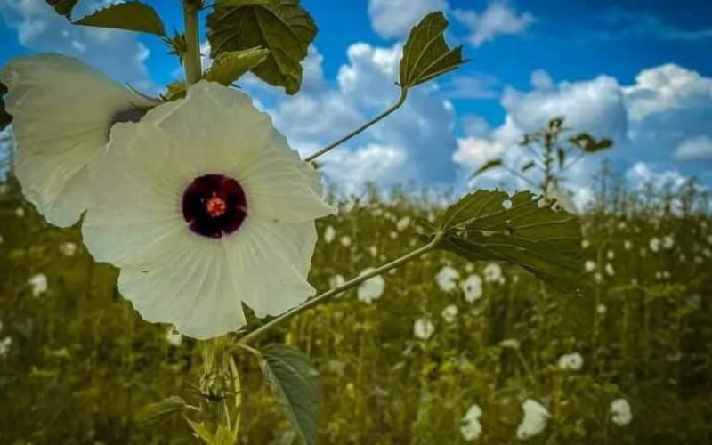 Chuping muncul kluster industri kenaf, pacu ekonomi sempadan