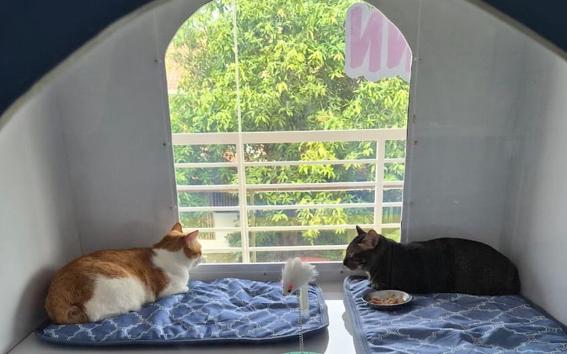 Hotel kucing terima tempahan luar biasa musim raya