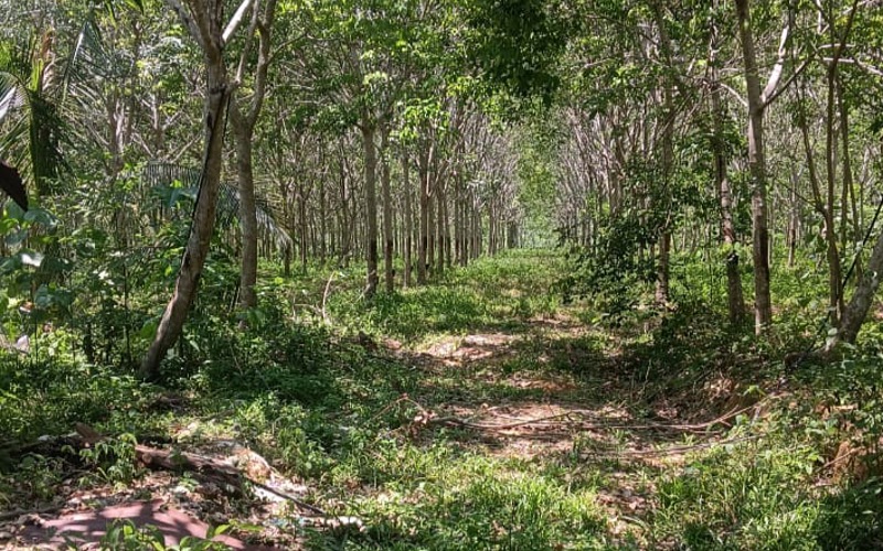 Tujuh lelaki warga asing ditahan cuba ceroboh sempadan