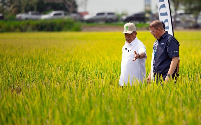 Kerajaan kaji langkah baharu bantu pesawah