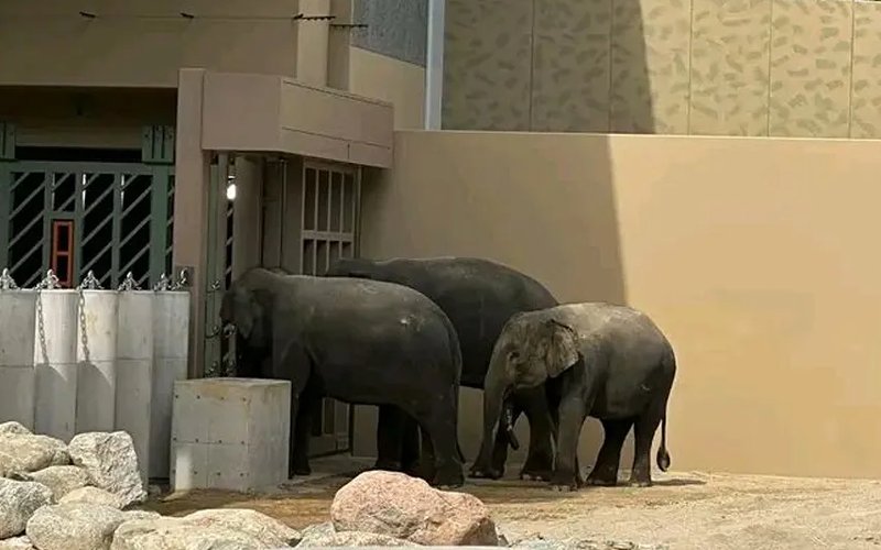 Tiga gajah tempatan di zoo Jepun perlu dibawa balik