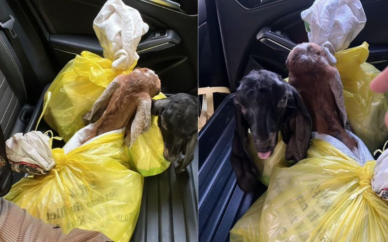 Angkut ‘si manja’ balik kampung, pemilik kongsi pengalaman dan cabaran