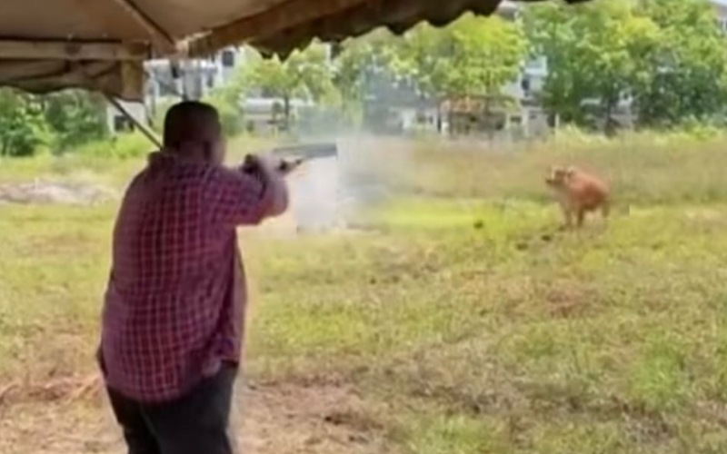 Kes MB Perlis tembak lembu: Polis mula siasatan awal