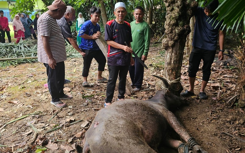 Tradisi tahunan Aidiladha, FELDA Jengka 24 korban 40 lembu, kerbau