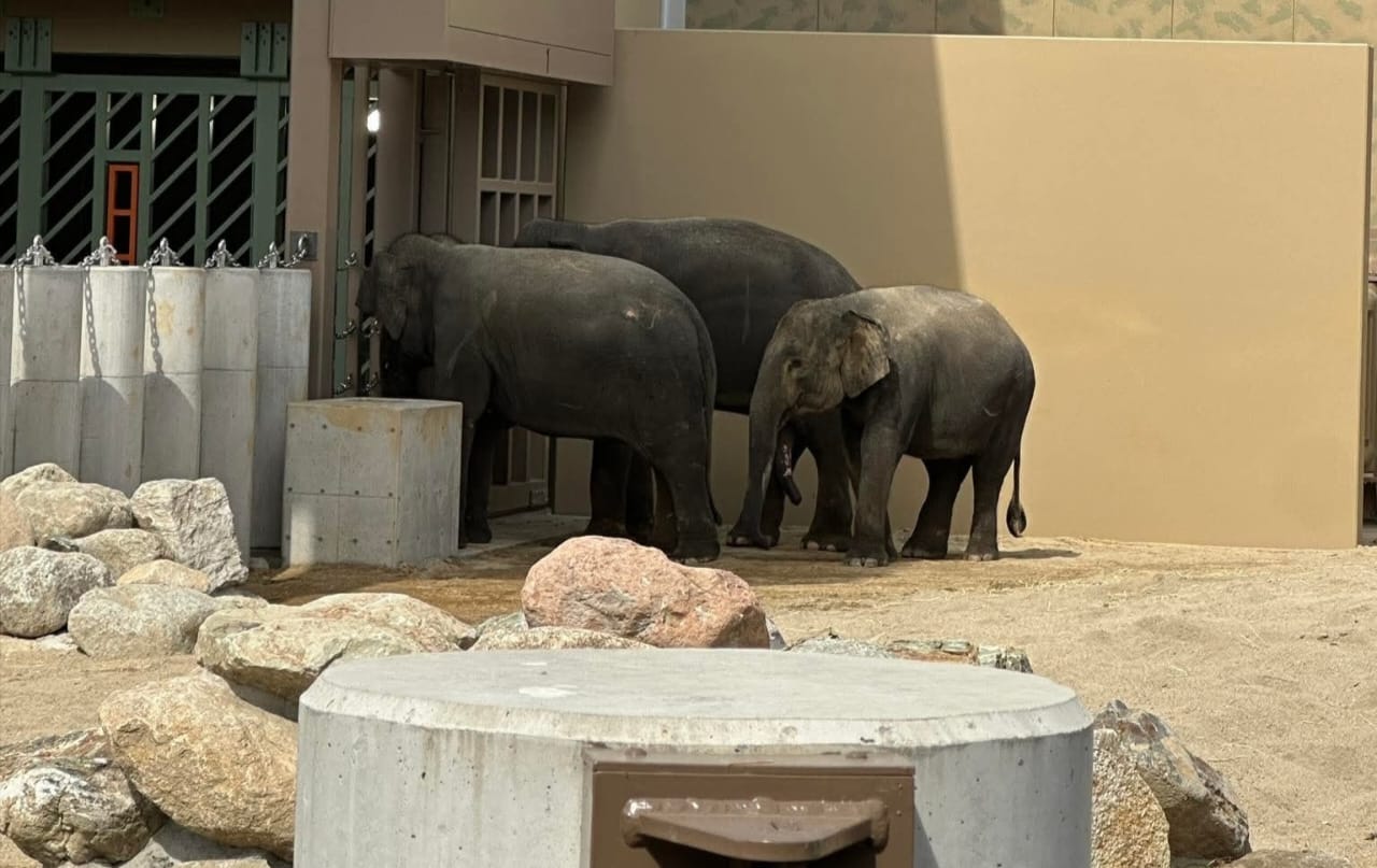 MPT komited kongsi perkembangan DAK, kebajikan gajah di Zoo Tennoji dipantau rapi