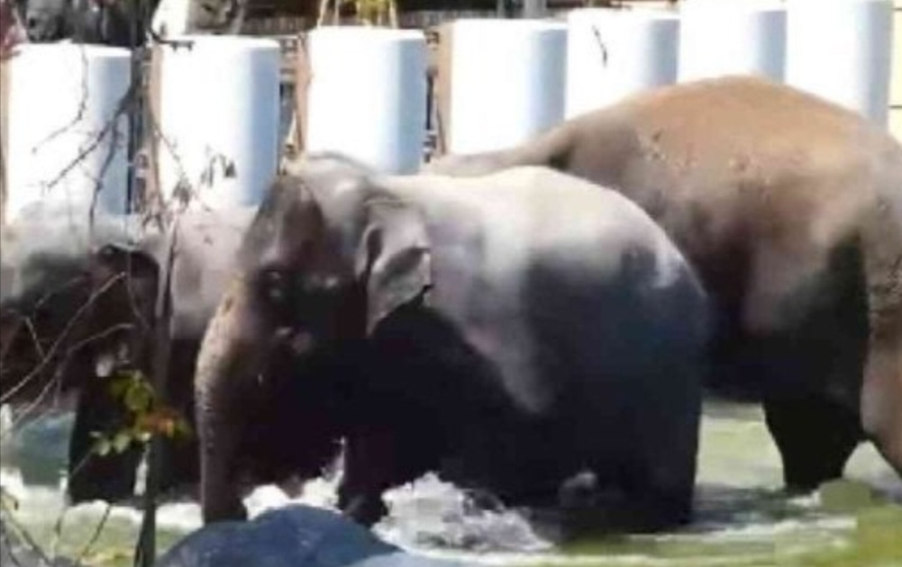 Isu DAK: Tiada unsur komersial dalam perjanjian pemindahan gajah – MPT