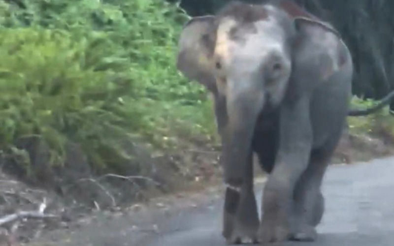 KePKAS pandang serius gajah Pygmy cedera belalai