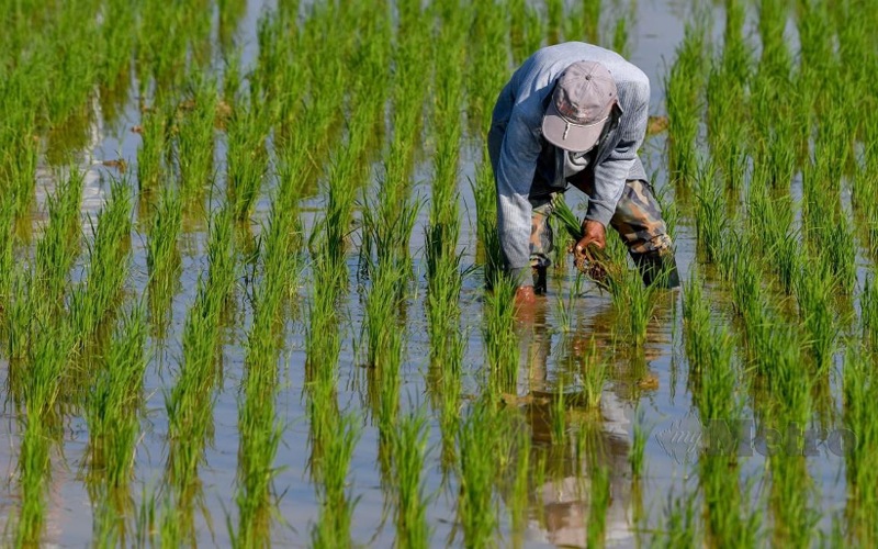 Penyaluran bantuan agrikomoditi dan PKS perlu diperkemas, elak ketirisan