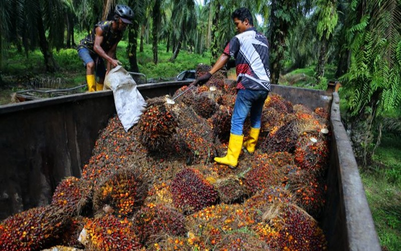 Harga kelapa sawit, getah negara meningkat walaupun dunia dilanda krisis eknomi