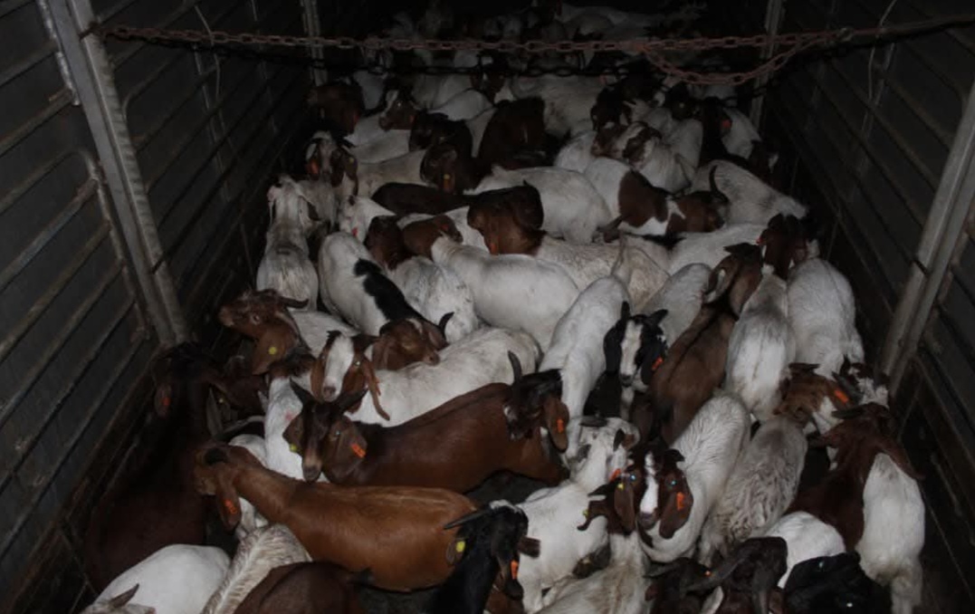 Veterinar Perak gagalkan cubaan seludup 101 kambing tanpa permit