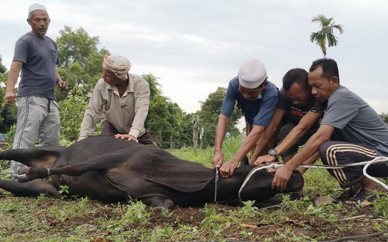 Ibadah korban tuntut pengorbanan harta, bukan sekadar sembelihan