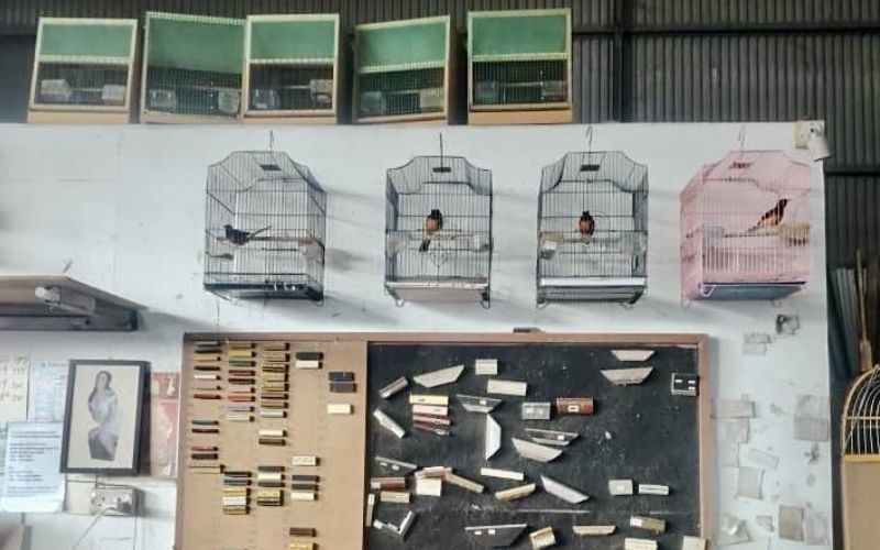 Burung murai batu tanpa permit dirampas di Penampang