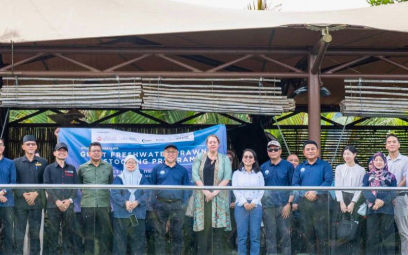200,000 benih udang galah dilepaskan di Sungai Temburong