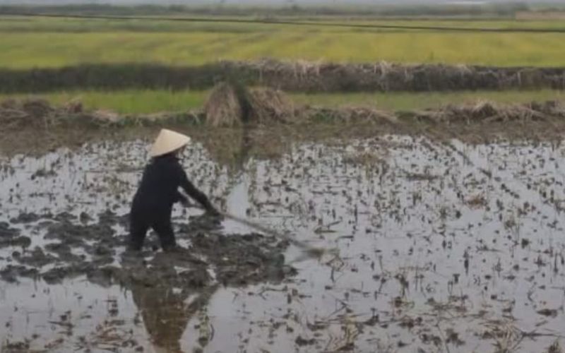 Insentif RM200 jadi rahmat, bantu pesawah mula membajak