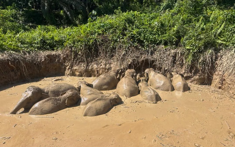 11 gajah Pygmy Borneo berjaya diselamatkan di Kinabatangan