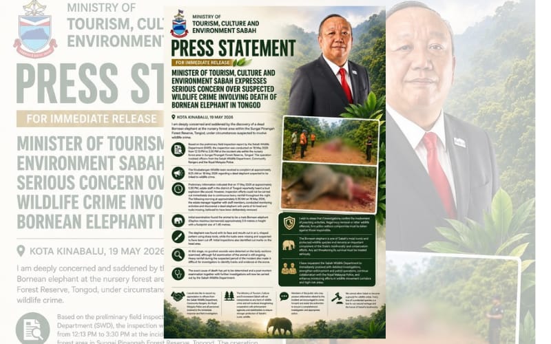 Gajah Borneo ditemukan mati, gading dipercayai dipotong