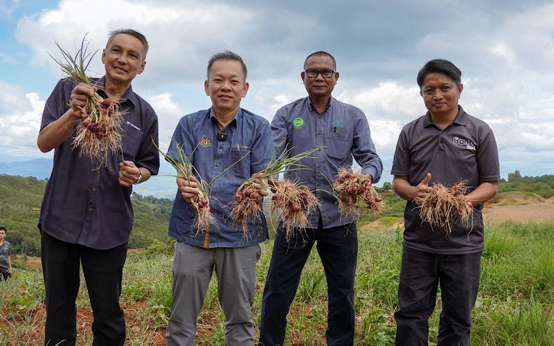 Kundasang berpotensi sebagai hab benih bawang merah negara