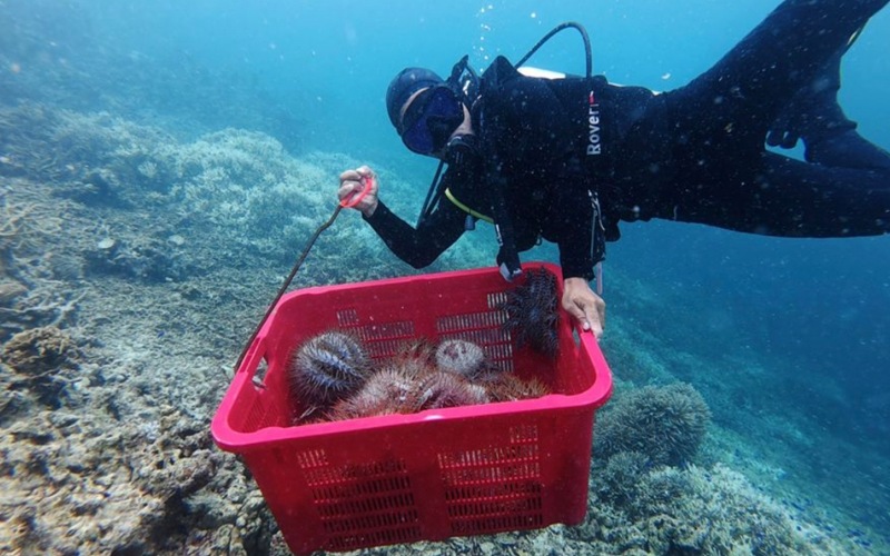 1,318 tapak sulaiman duri disingkirkan di Pulau Adal, Pulau Tabawan