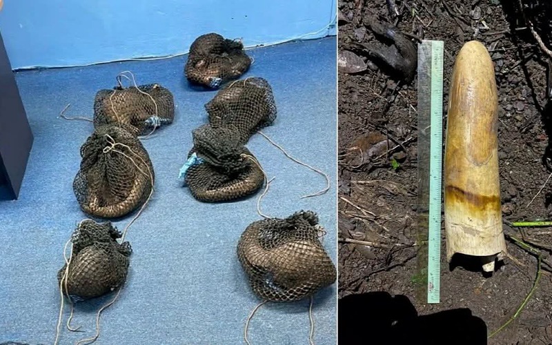 Warga Filipina ditahan, simpan 10 tenggiling hidup dan sisik tenggiling