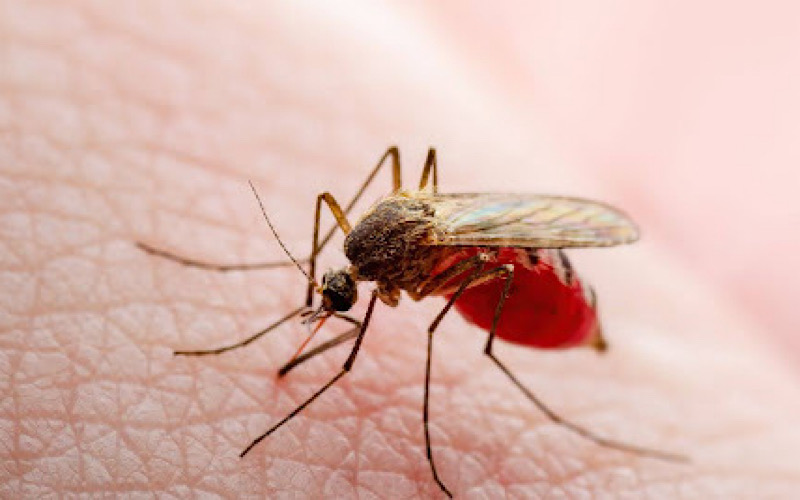 JKNT kesan 10 kes malaria manusia dalam kalangan Rohingya