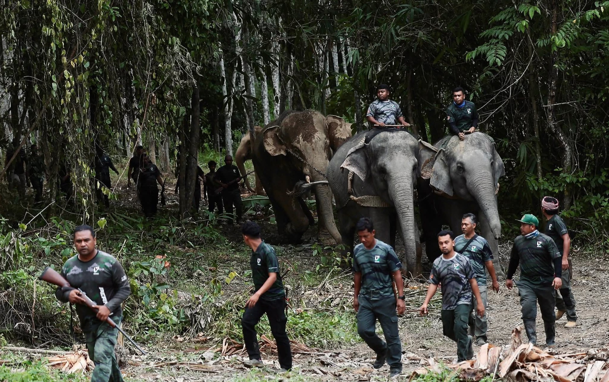 12 gajah liar ancam penduduk kampung berjaya dipindahkan ke habitat asal