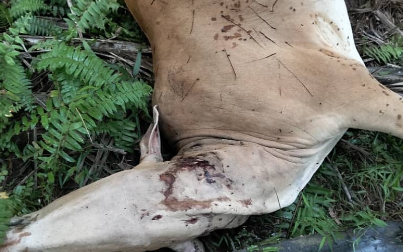 Peneroka FELDA rugi lebih RM6,000 lembu dibaham harimau