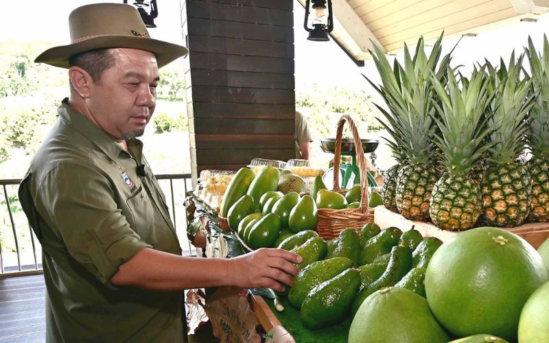 Sabah sasar 600 hektar penanaman avokado menjelang 2035