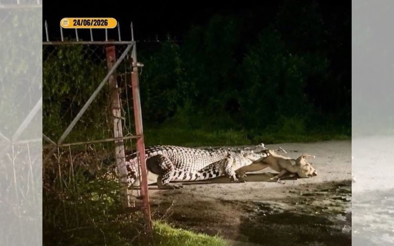 Buaya muncul berhampiran rumah penduduk kampung