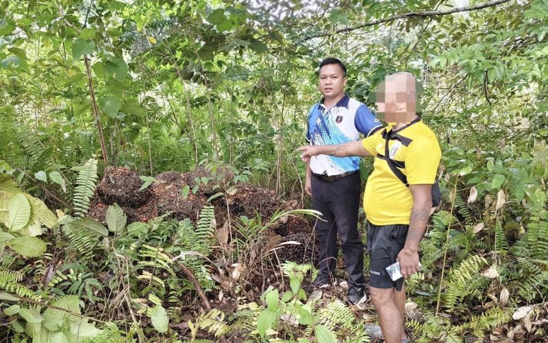 Lelaki ditahan disyaki curi buah sawit milik SALCRA di Roban