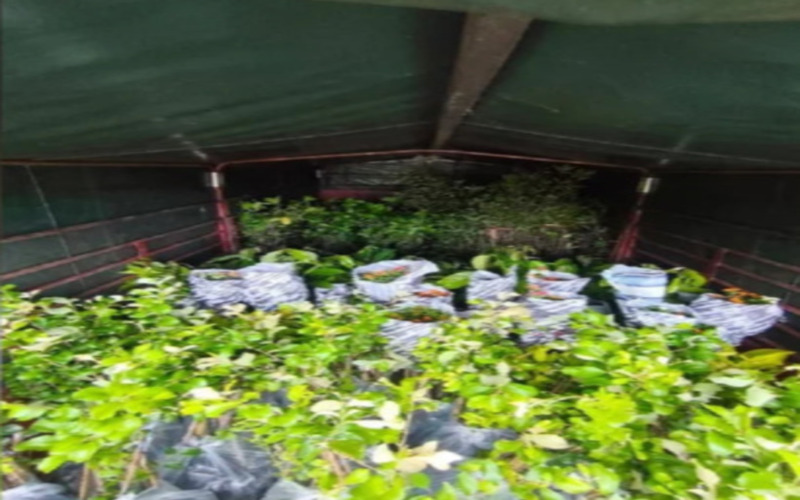 Cubaan seludup 2,400 anak pokok dari Thailand gagal