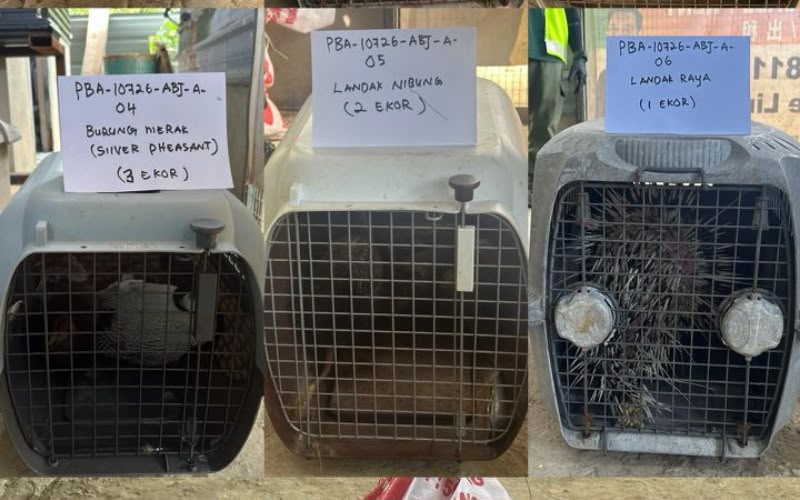 Pelbagai hidupan liar dirampas dalam OPS Bersepadu 3.0 di Penampang